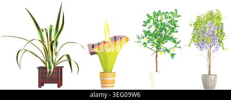 Ornamental plants in pot and spout,isolated on white background with clipping path Stock Vector
