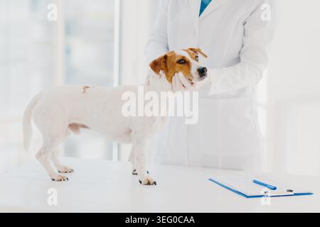 Unkown vet in white gown and gloves examines jack russell terrier dog at workplace, writes down prescription in clipboard, works in private clinic. Domestic animal comes on doctor appointment Stock Photo