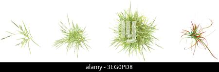 Isolated  Chinese silver grass,Decorative Grass Bushes on a white background from top view Stock Vector