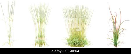 Isolated  Chinese silver grass,Decorative Grass Bushes on a white background Stock Vector