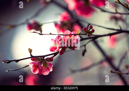 Close-up of pink cherry blossoms on branches with a soft, blurred bokeh background. Stock Photo