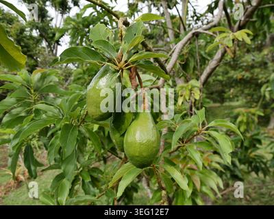 Green Avocado Fruits Hanging on Tree Branch, tropical orchard Stock Photo