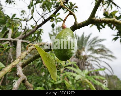 Fresh Avocados Growing on Tree in Tropical Garden, low angle view of isolated fruit on branch Stock Photo