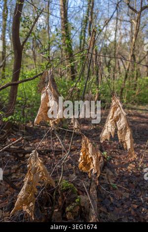 Dry autumn leaves in spring forest. Stock Photo