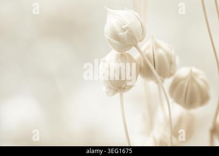 Dry white flower buds and stems on soft beige background close up view Stock Photo
