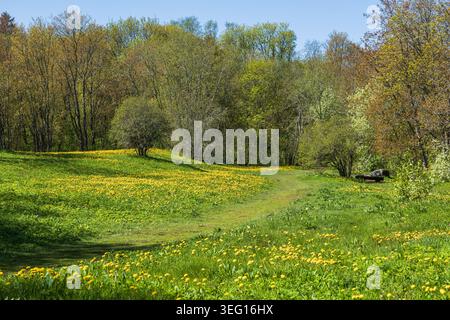 Forest and meadow with dandelion flowers in spring, Harju County landscape, Estonia. Stock Photo