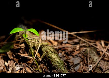 Bright green seedling with pinnate leaves emerging from a dark, blurred background of brown wood mulch and organic soil, symbolizing growth Stock Photo