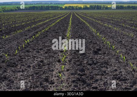 Agricultural field with young corn sprouts and yellow rapeseed fields in countryside Stock Photo