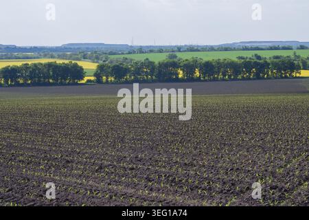 Agricultural field with young corn sprouts and yellow rapeseed fields in countryside Stock Photo