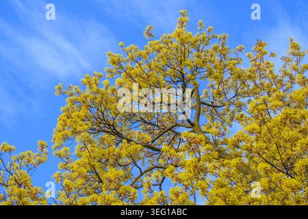 Yellow tree blossoms against a blue sky with wispy clouds. Stock Photo