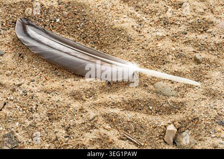 Single goose feather lying on sandy lakeshore with natural sand texture background at Salzgittersee, Lower Saxony, Germany. Stock Photo