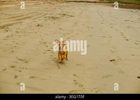 Fox red Labrador puppy running towards camera on a sandy beach Stock Photo