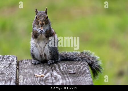 A gray squirrel sits on a weathered wooden surface, holding a small snack while staring directly at the camera. Stock Photo