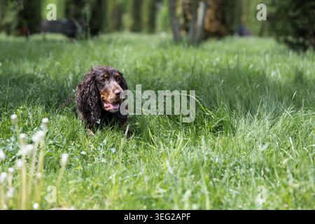 Cute brown cocker spaniel dog lying down on a vibrant green grass field in a sunny park. Adorable brown hunting dog or spaniel resting in lush green l Stock Photo