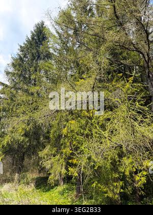 Green larch branches grow inside thick coniferous forest during spring season. Fresh larch needles cover high trees. Beautiful natural background offe Stock Photo