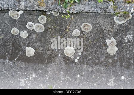 Top view of circular grey lichen growing on an old weathered concrete surface or wall.  Natural abstract texture of lichen colonies on a dark grunge c Stock Photo