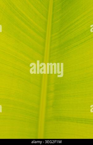 Macro close-up of a fresh green banana leaf, showing central vein and fine parallel lines, creating a natural tropical texture background with copy sp Stock Photo