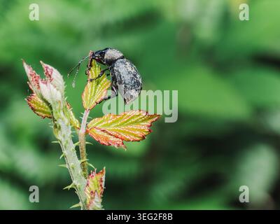 Detailed macro photo of a black beetle perched on a fresh young leaf and bud, showing textured wings and antennae against a soft green bokeh backgroun Stock Photo