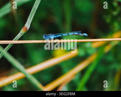 Close-up of a blue damselfly perched on a thin reed above lush green vegetation, with soft bokeh background. Calm nature scene highlighting insect det Stock Photo