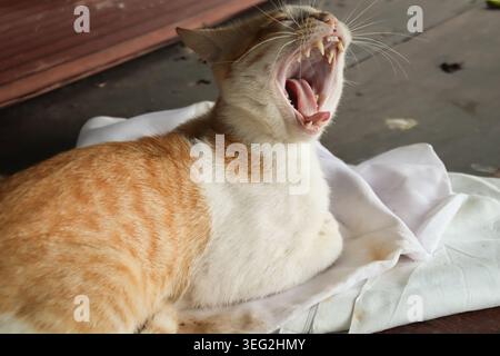 The lazy orange cat is taking a short nap Stock Photo