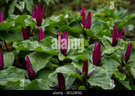 Deep burgundy Trillium kurabayashii flowers emerging through lush green foliage after spring rain in a woodland garden. Stock Photo