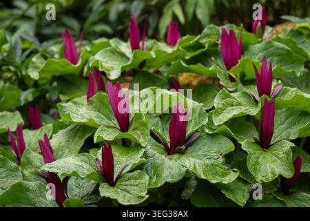 Deep burgundy Trillium kurabayashii flowers emerging through lush green foliage after spring rain in a woodland garden. Stock Photo