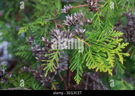 Mature brown cones on an evergreen thuja branch with green needles. Coniferous tree with brown buds Stock Photo