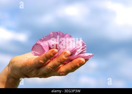 Close up of a human hand holding delicate pink poppy petals against a soft cloudy sky background. Minimal floral scene with shallow depth of field and Stock Photo