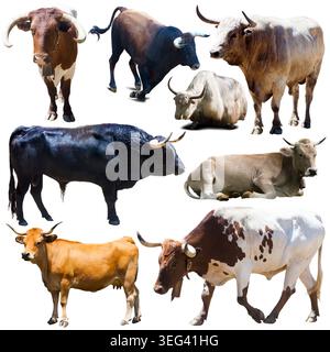 Collection of cows isolated on white background Stock Photo