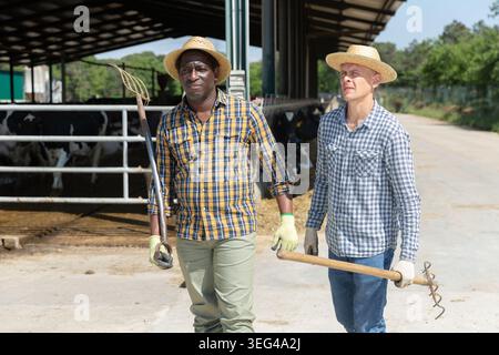 Male farmers going to work at cowshed Stock Photo