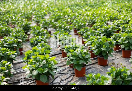 Green non-flowering potted hortensia bushes in hothouse Stock Photo