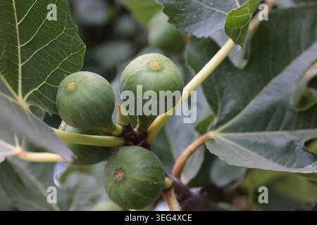 Close-up of a green fig fruit growing on a branch in a garden or orchard. Fresh unripe fig surrounded by green leaves in natural sunlight. Mediterrane Stock Photo