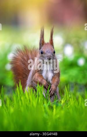 Cute Eurasian red squirrel (Sciurus vulgaris) standing on its feet on green grass with blurred out of focus background on sunny summer day Stock Photo