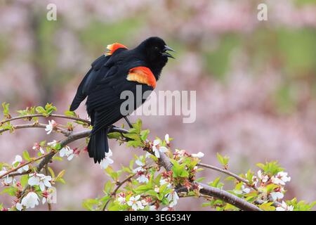 Red-winged blackbird perched on a cherry blossom branch Stock Photo