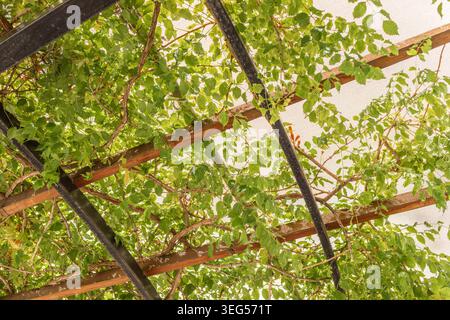 Lush green leaves spread across a wooden trellis structure, illuminated by bright sunlight, creating a natural canopy effect with a soft, diffused lig Stock Photo