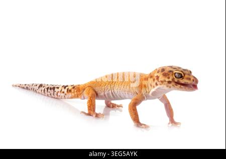 Leopard gecko in front of white background Stock Photo