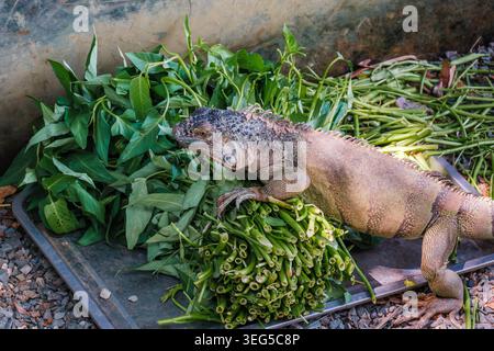 Large Iguana Crawling on Fresh Green Vegetables Stock Photo