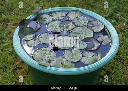Water lily pads, covered in fresh raindrops, are floating on the dark water surface within a round green plastic planter, bringing a touch of nature t Stock Photo