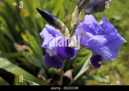 Purple iris flower blooming with many water droplets on its delicate petals, showing natural beauty and freshness after rain in a vibrant spring garde Stock Photo