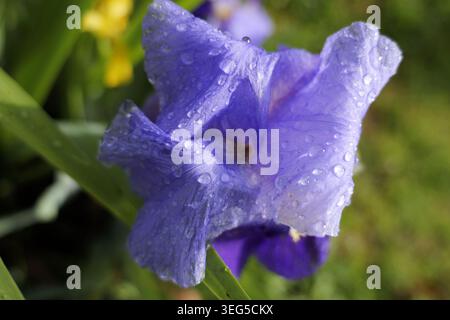 Purple iris bloom dusted with glistening rain droplets, delicate petals in soft focus garden light showcasing vibrant color, texture and fresh springt Stock Photo