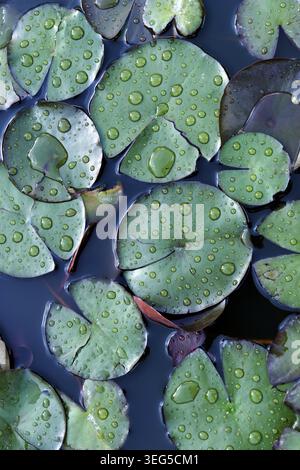 Green lily pads dotted with clear water droplets float on a dark pond, creating a serene, detailed close up of natures calm, moist textures and reflec Stock Photo