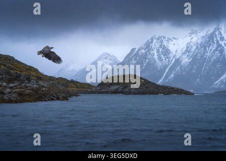 A magnificent white-tailed sea eagle glides gracefully above the tranquil waters of Trollfjord, surrounded by towering snow-capped mountains in Lofote Stock Photo