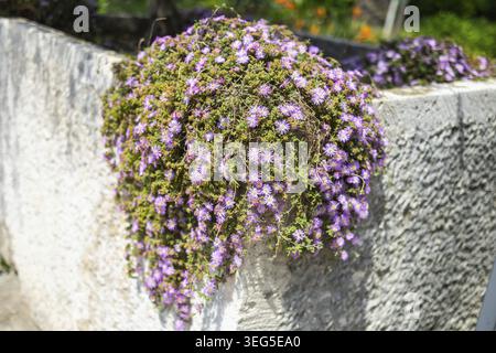 Pink flowers Delosperma cooperi close-up outdoor Stock Photo