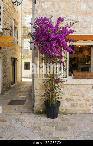 Potted bougainvillea with vibrant purple blooms beside rustic stone wall. Mediterranean street, summer mood, and charming floral decor Stock Photo