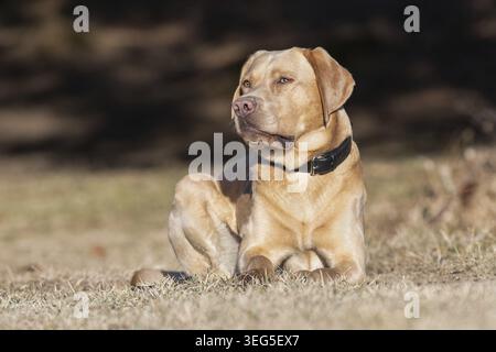 Labrador Stock Photo