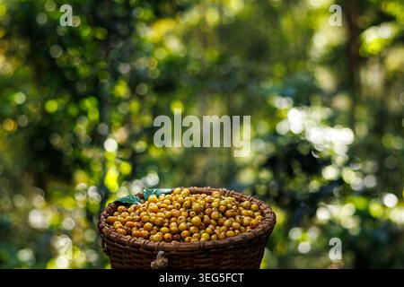A closeup of freshly harvested yellow coffee cherries in a rustic wicker basket set against a blurred woodland background representing agriculture. Stock Photo