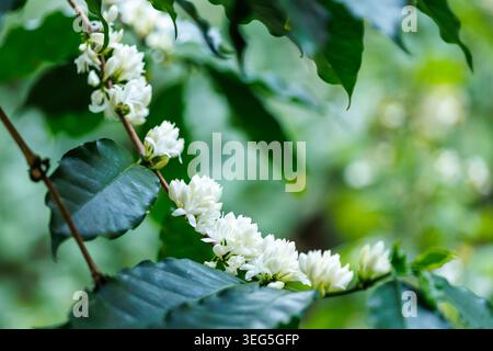 A closeup view of fragrant white coffee flowers emerging from deep green leaves capturing the seasonal growth cycle in a sustainable plantation. Stock Photo