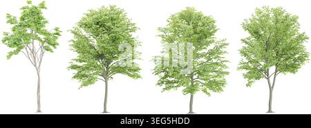 Beech Trees collection with realistic style Stock Vector