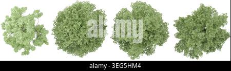Beech Trees collection with realistic style from top view Stock Vector