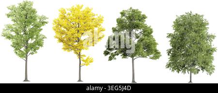 collection of golden trumpet,Luxuriant,Fraxinus trees beautiful isolated on white background Stock Vector